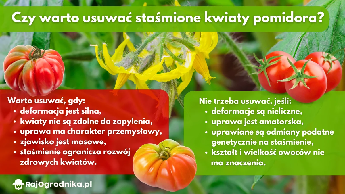 Czy-warto-usuwać-staśmione-kwiaty-pomidora-blog-sklep-rajogrodnika